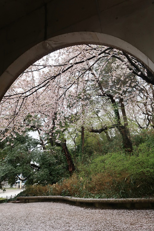 高岡古城公園 富山のお花見スポット 雨の日の桜のじゅうたんも綺麗です 富山やちゃ