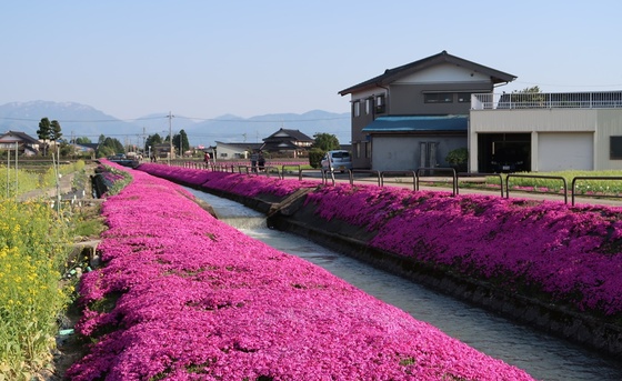 新屋敷の芝桜 砺波の春の新名所 芝桜がきれいに咲いています 富山やちゃ