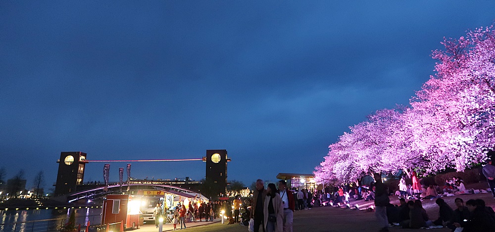 富岩運河環水公園 世界一美しいスタバがある富山の夜桜の代表的スポット 富山やちゃ