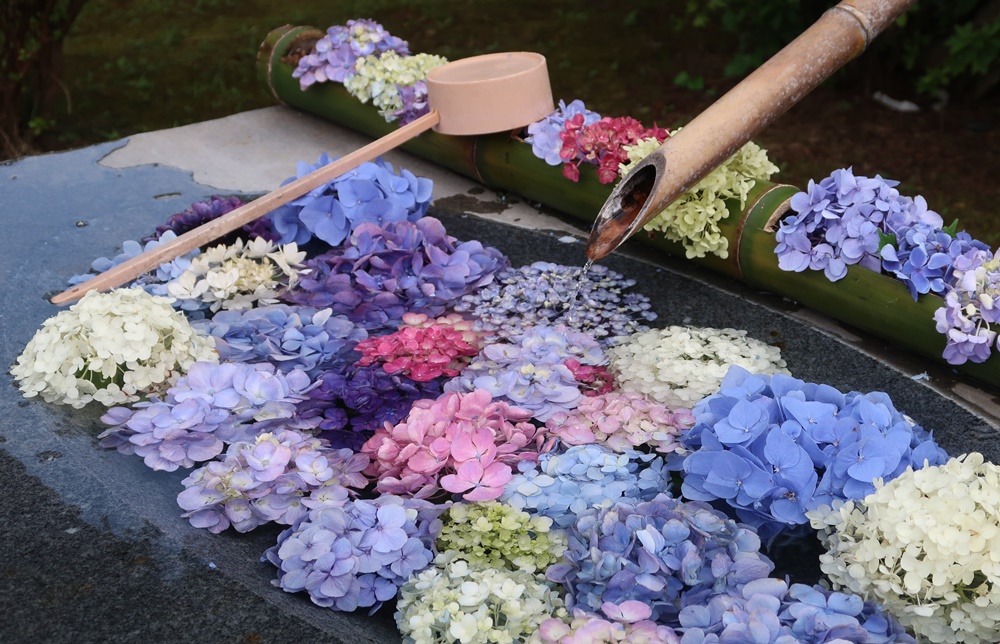 倶利伽羅不動寺鳳凰殿 色とりどりの紫陽花が咲いています 花手水が素敵です 富山やちゃ