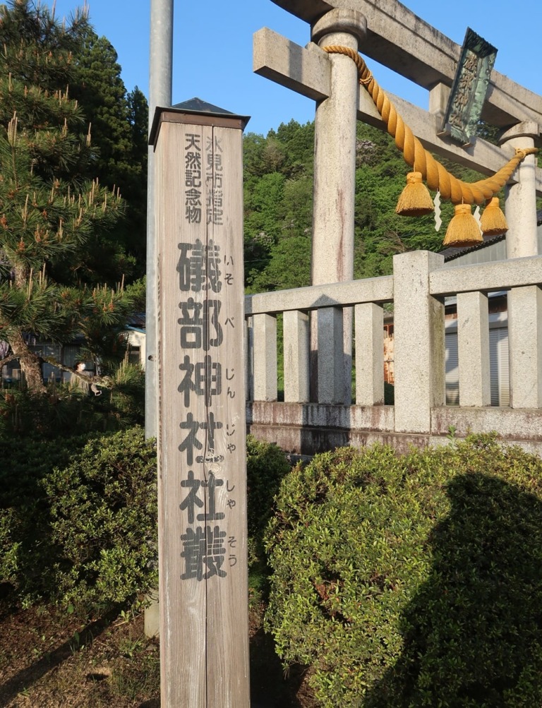 【磯部神社の藤の花】氷見市の絶景スポット！圧巻 …