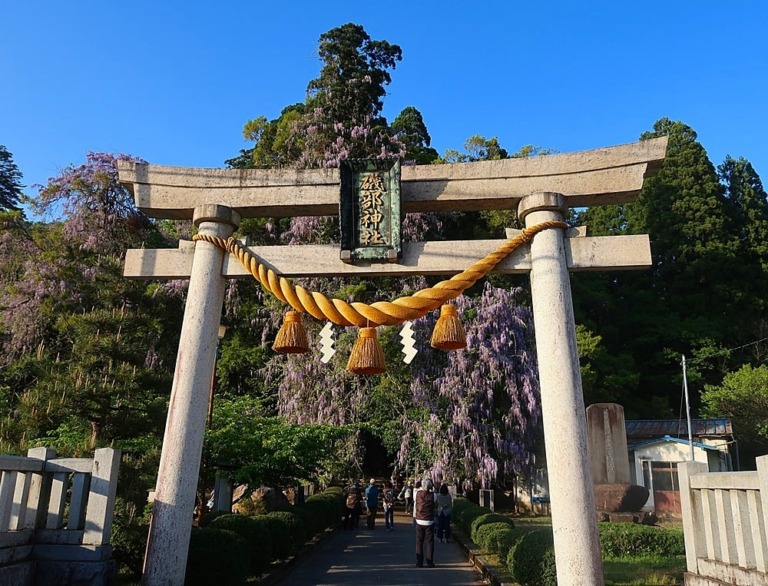 【磯部神社の藤の花】氷見市の絶景スポット！圧巻のヤマフジ …